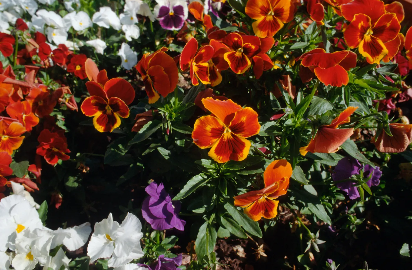 CA, Santa Barbara, Violets