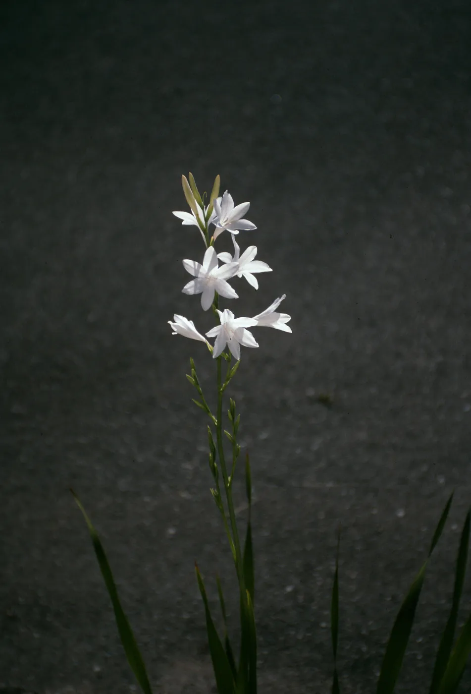 CA, Santa Barbara, Mobile Home Park garden, Watsonia