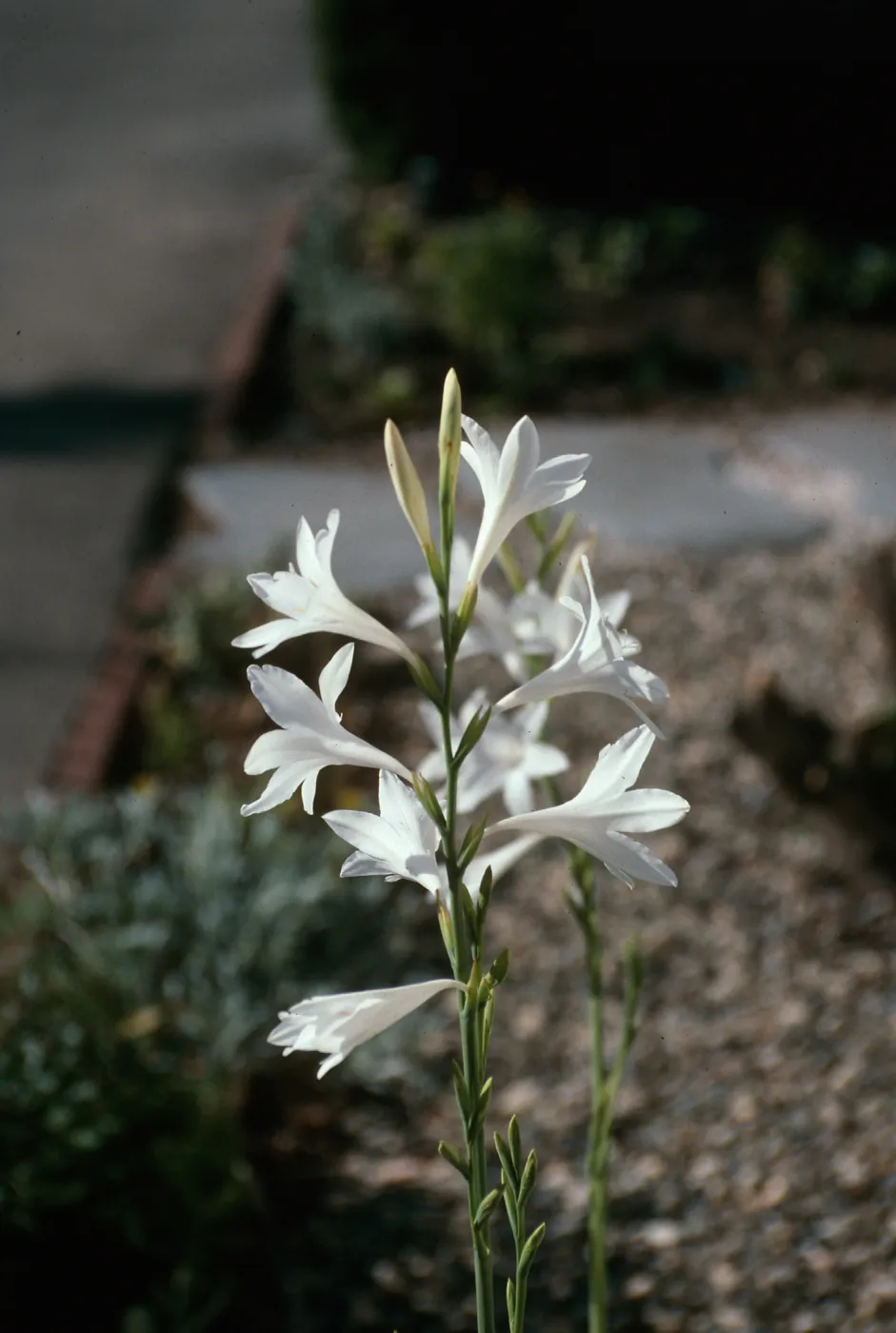 CA, Santa Barbara, Mobile Home Park garden, Watsonia