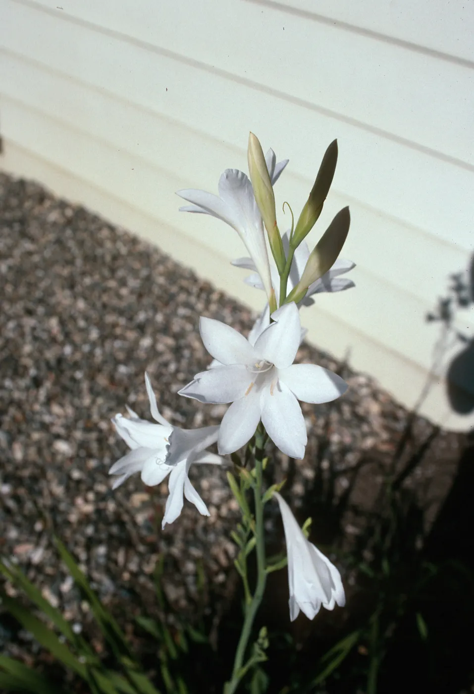 CA, Santa Barbara, Mobile Home Park garden, Watsonia