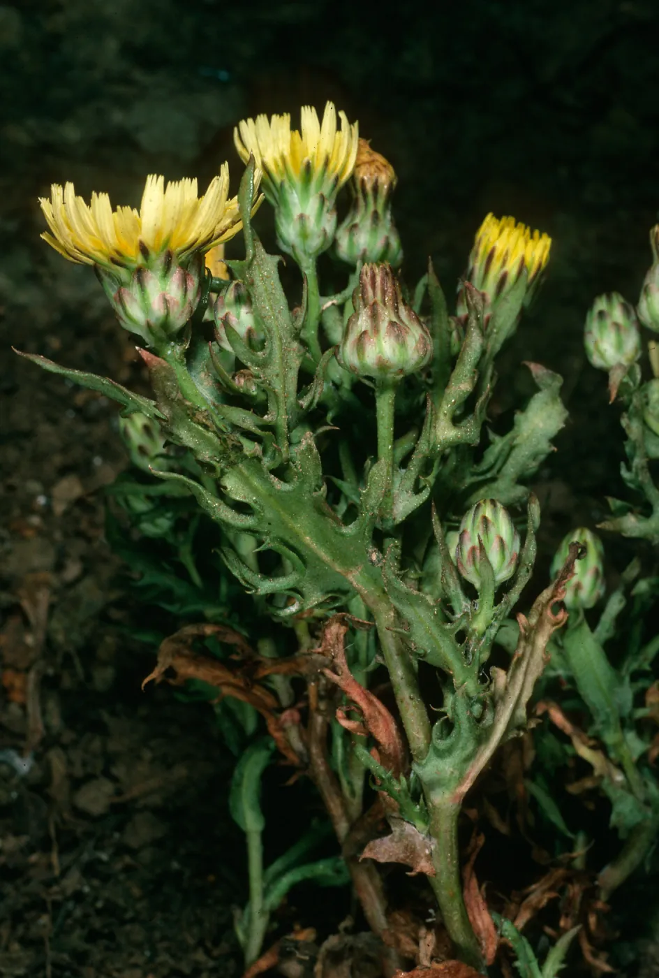 Malacothrix squalida, mid-Anacapa Island