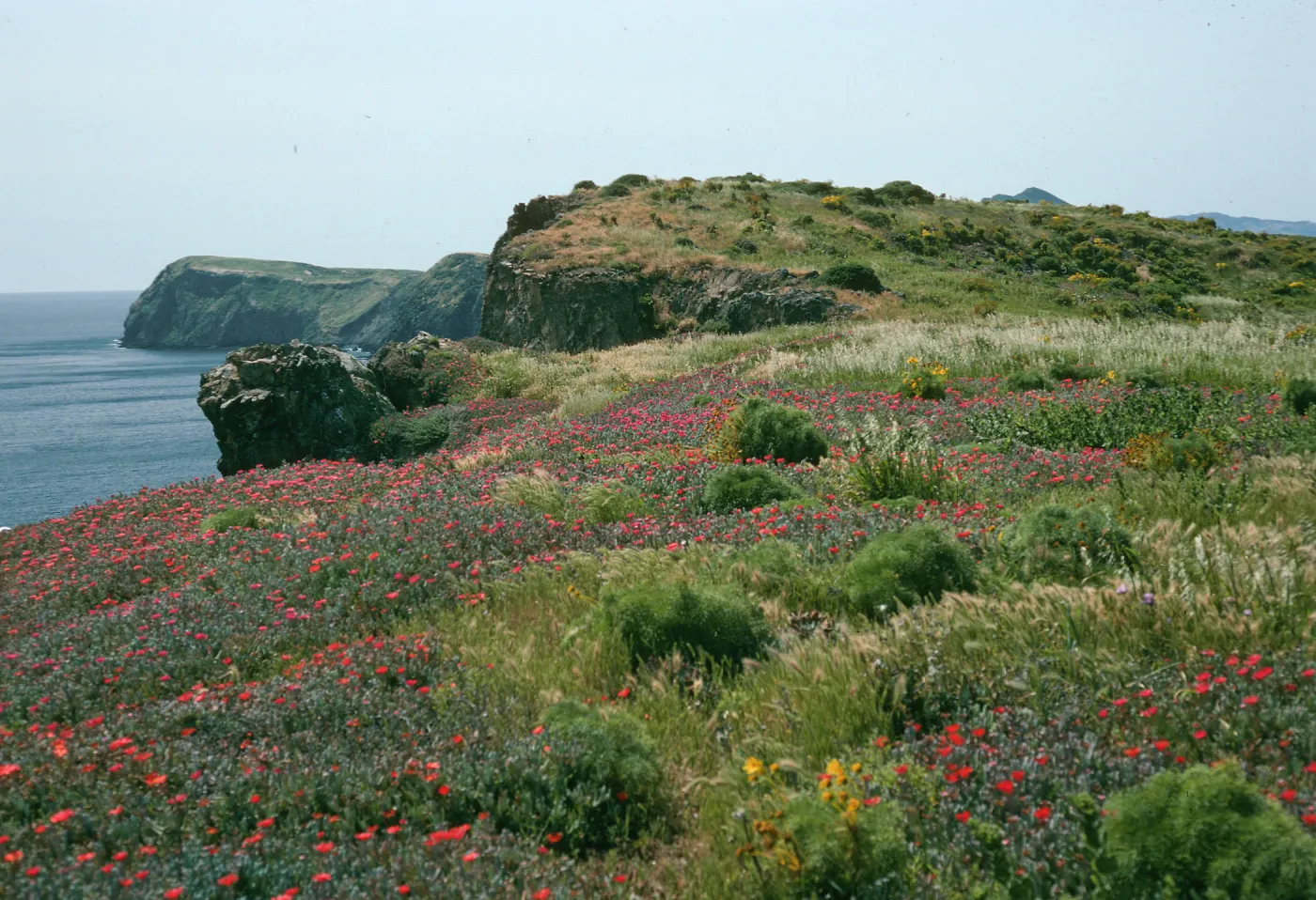 Malephora crocea, terrace nr. campground