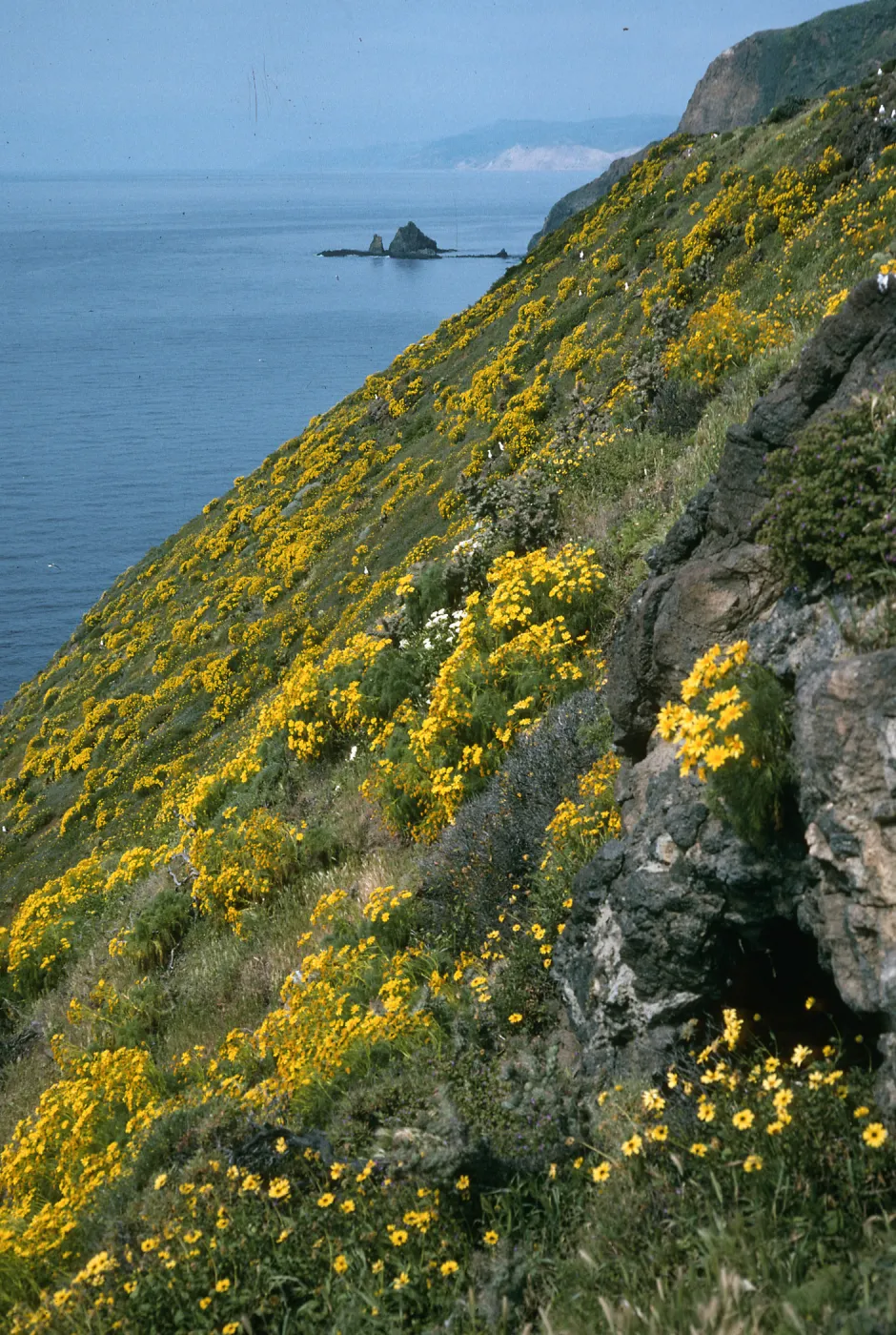 Coreopsis, South side near W. knife edge, Anacapa Is.