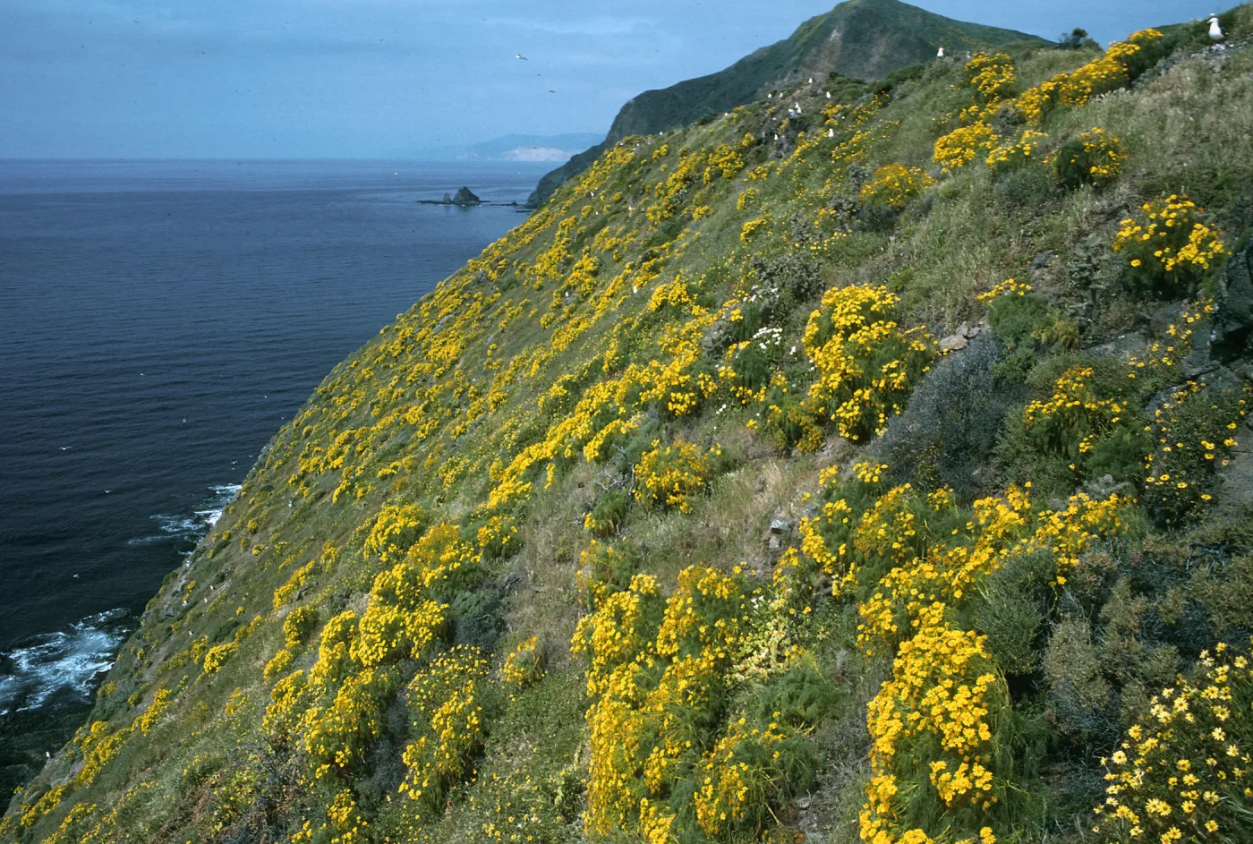 Coreopsis, S. side near W, knife edge