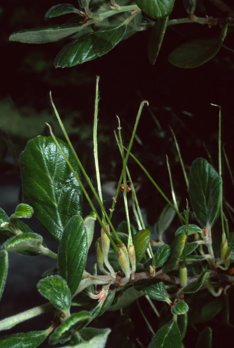 Cercocarpus traskiae, Wrigley Garden