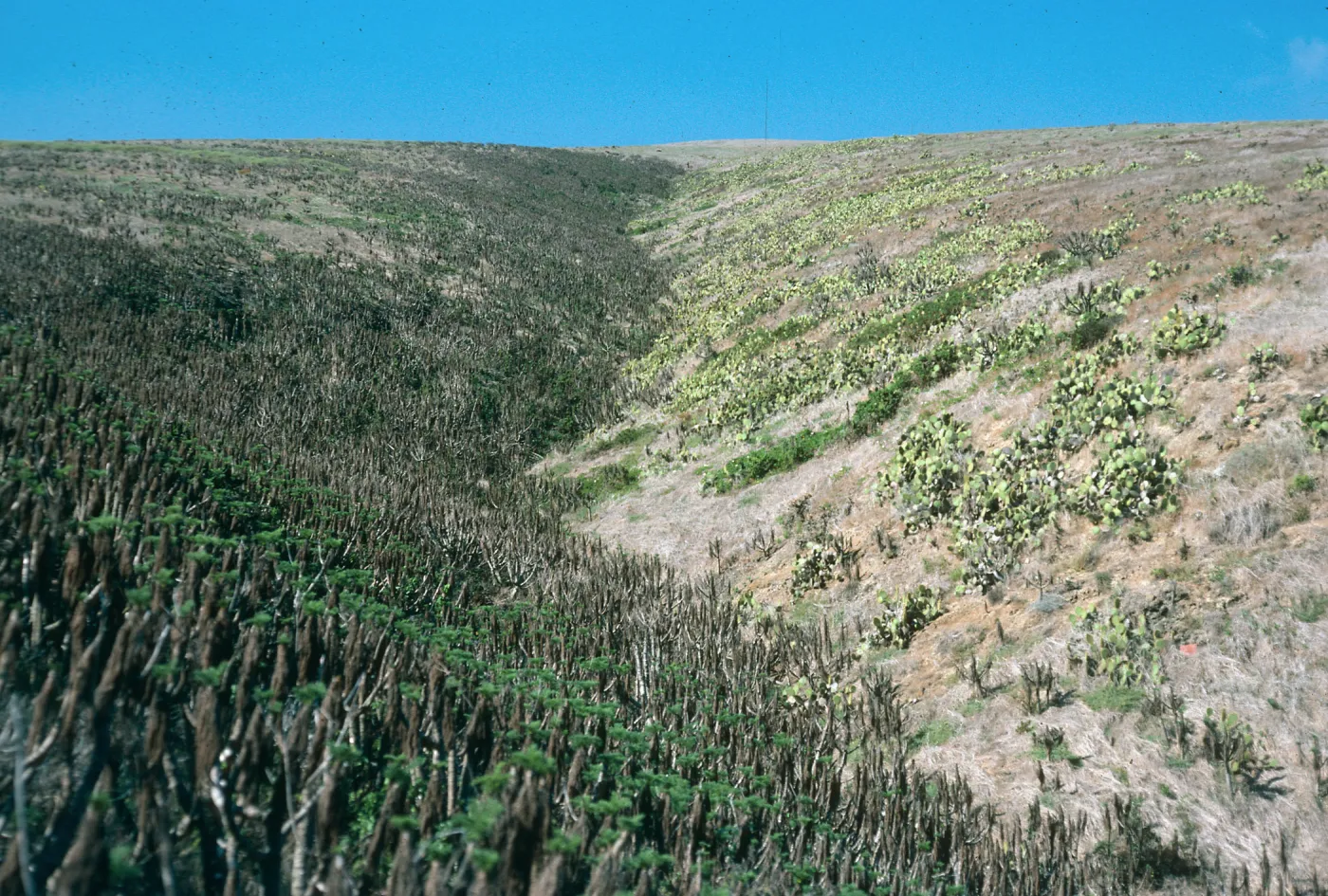 Middle Cyn., Santa Barbara Isl.