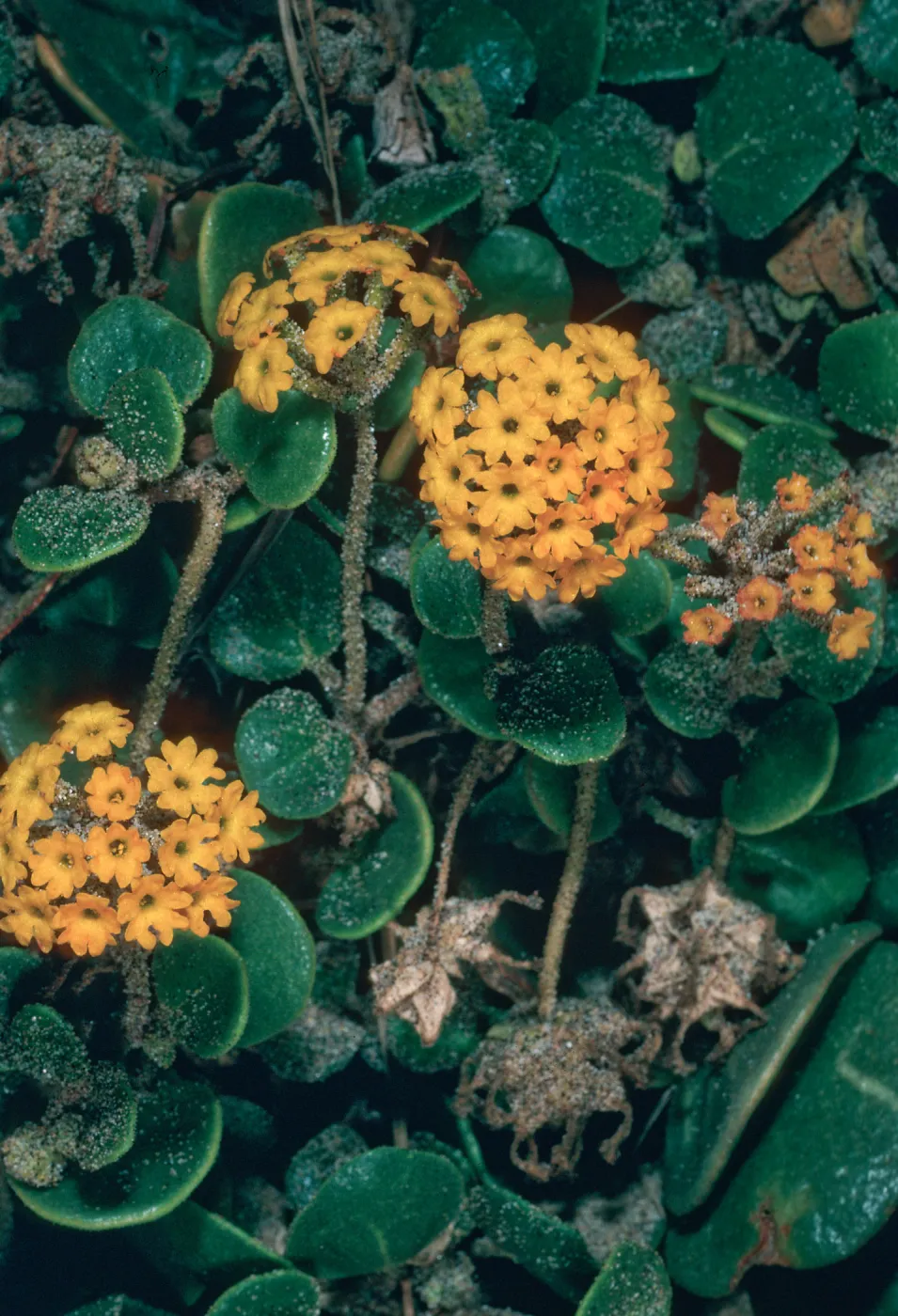 Abronia latifolia, Pfeiffer Beach, Big Sur