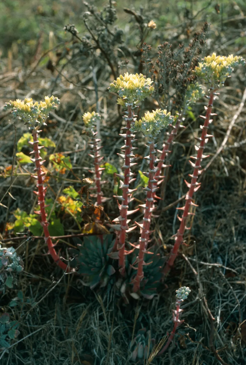 Dudleya greenei,, Canon del Mar, San Miguel Isl.