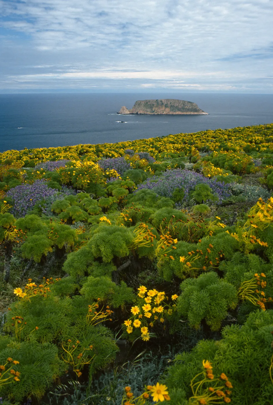 Coreopsis, Lupinus albifrons, view of Prince Isl. from Cabrillo Monument, San Miguel Isl.