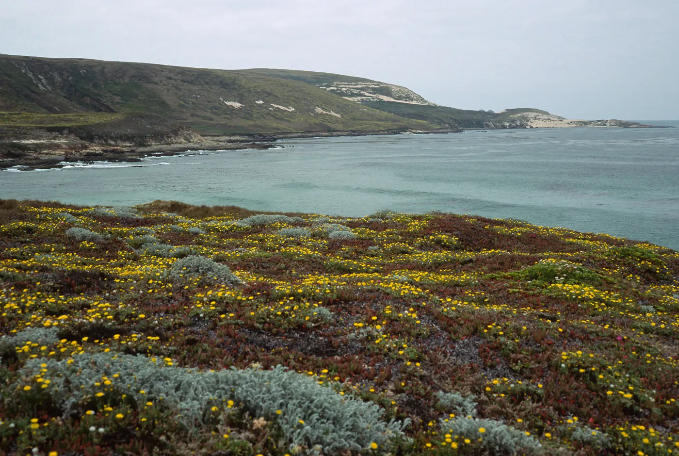 Malacothrix incana, just W. of range marker Beach, Simonton Cove, San Miguel Island