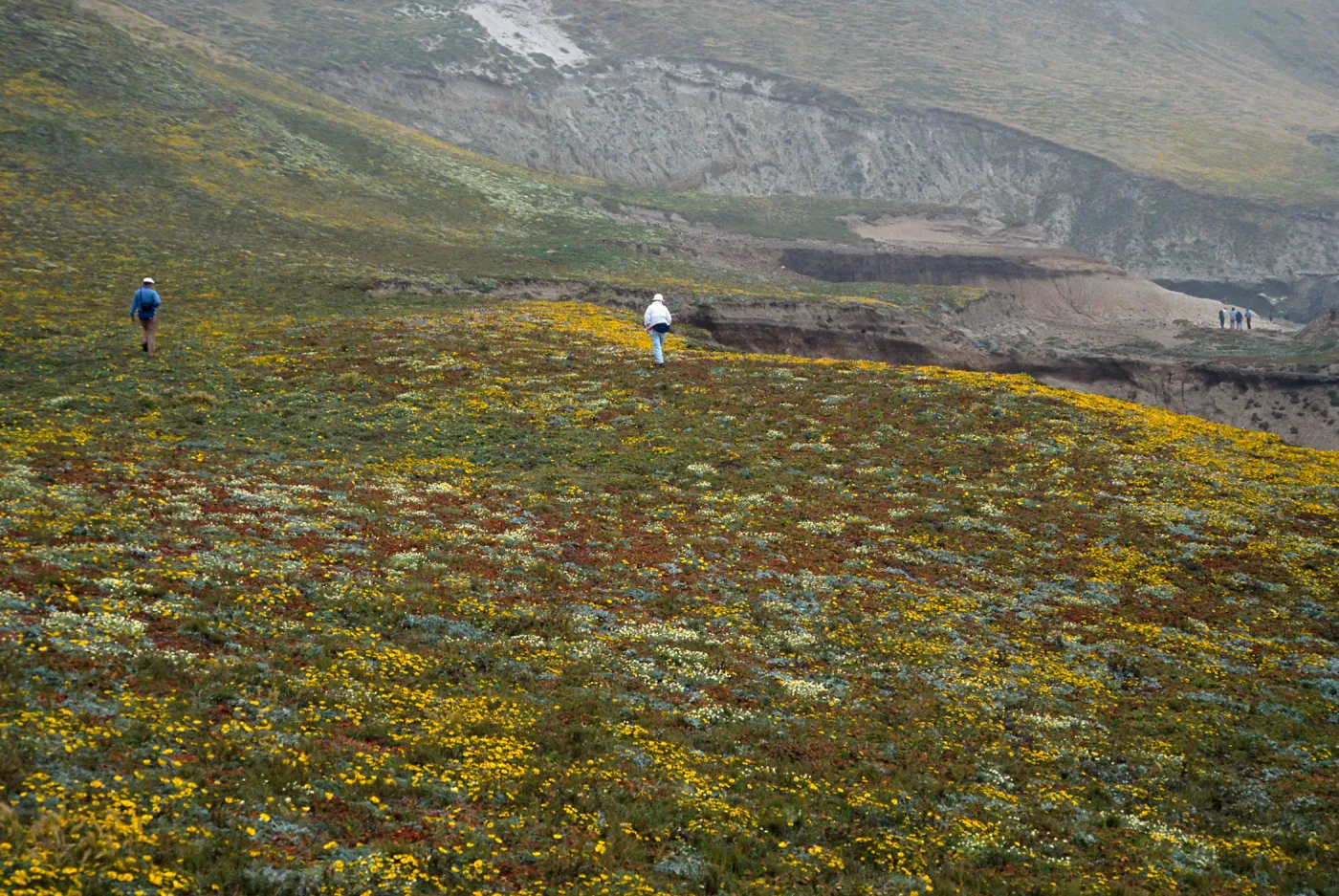 Layia (tidy tips), W. side of Carrington Point, Santa Rosa Island