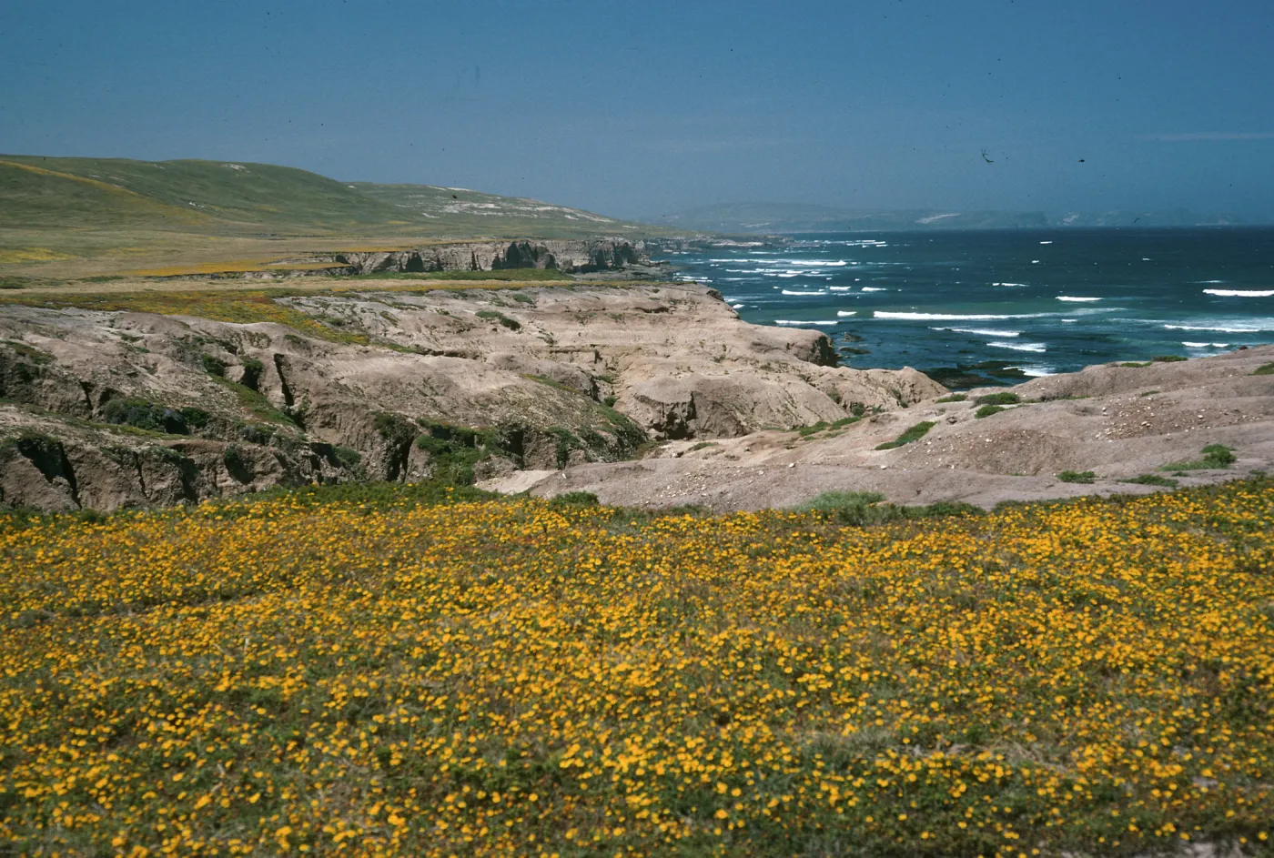 Lasthenia, near mouth of Tecolote Cyn., Santa Rosa Islad