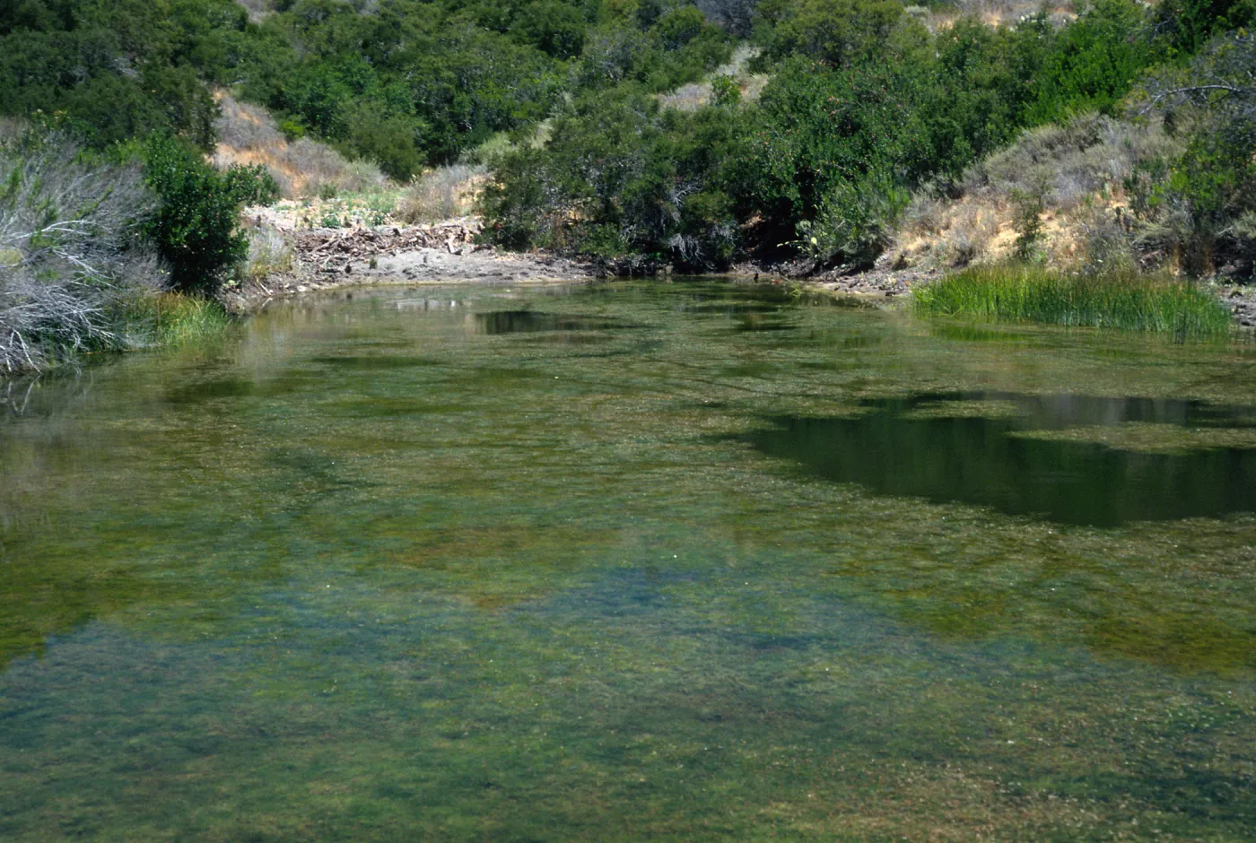Putamogeton, Upper Cape Cyn. Reservoir, Santa Catalina Island