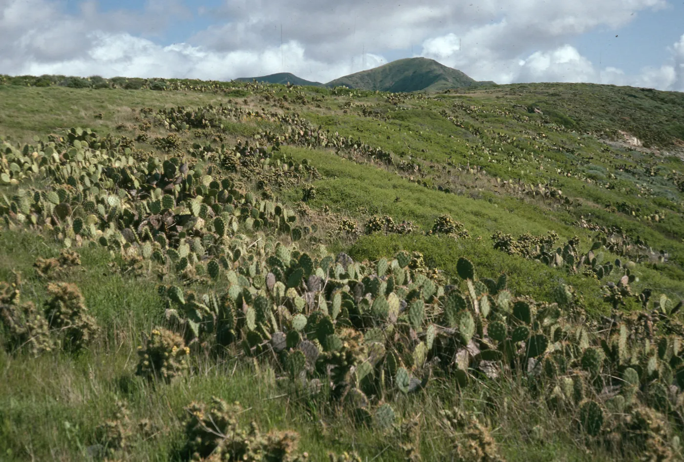 Maritime cactus scrub above Cottonwood Cyn., E. of Little Harbor, Santa Catalina Island