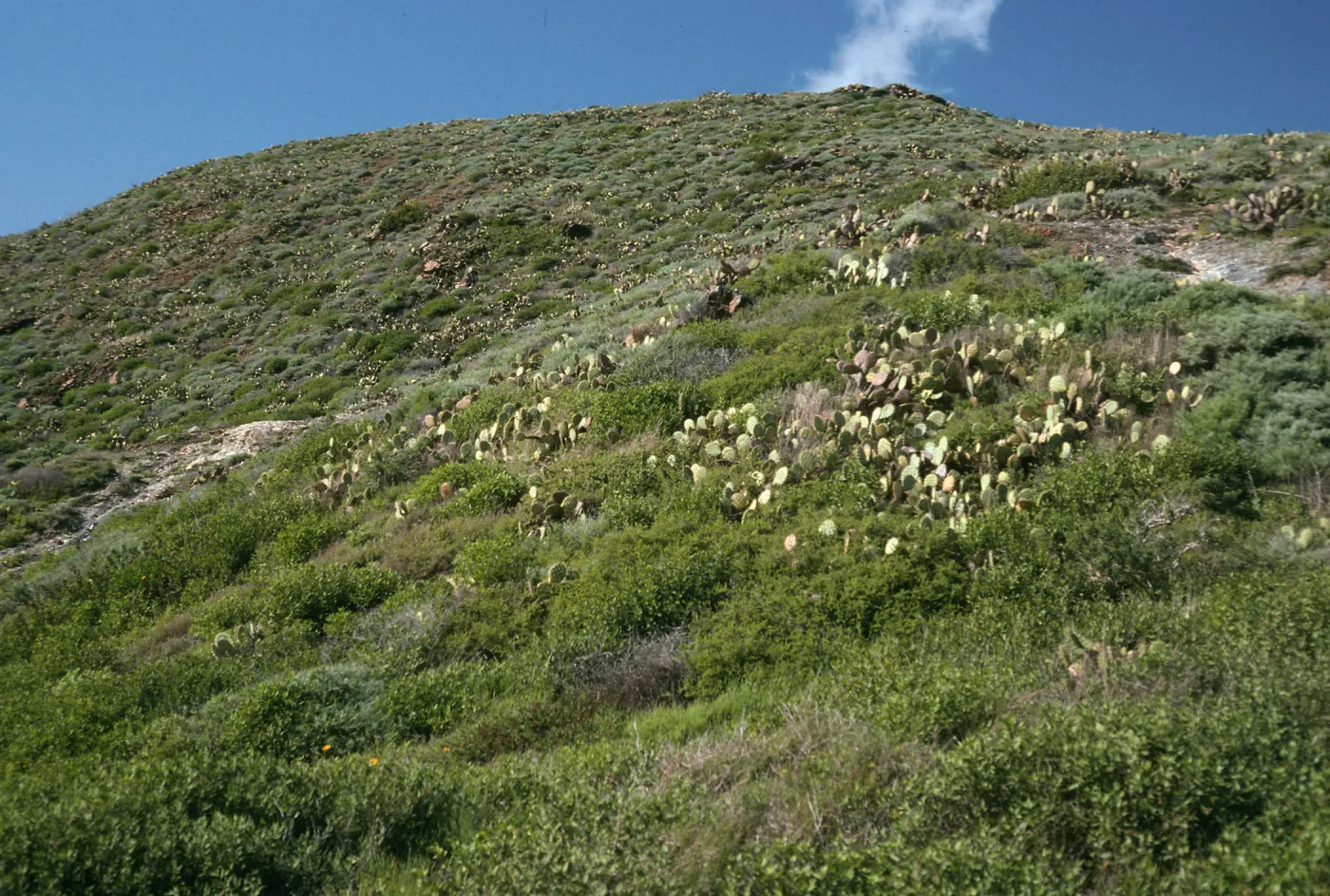coastal scrub, slopes above Little Harbor, Catalina Island