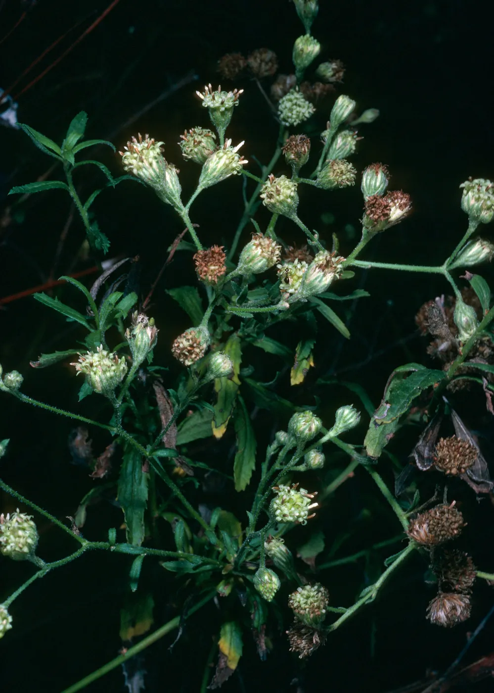 Baccharis plummerae, Prisoners Harbor, Santa Cruz Island