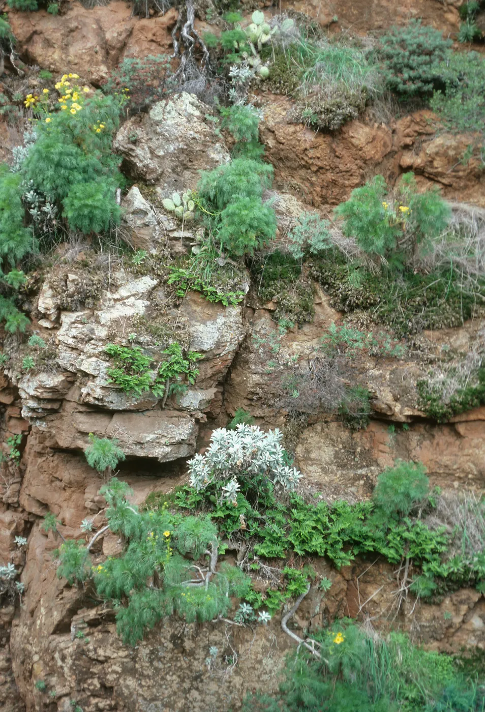 Coastal bluff, up first major canyon W. of Prisoners Harbor, Santa Cruz Island