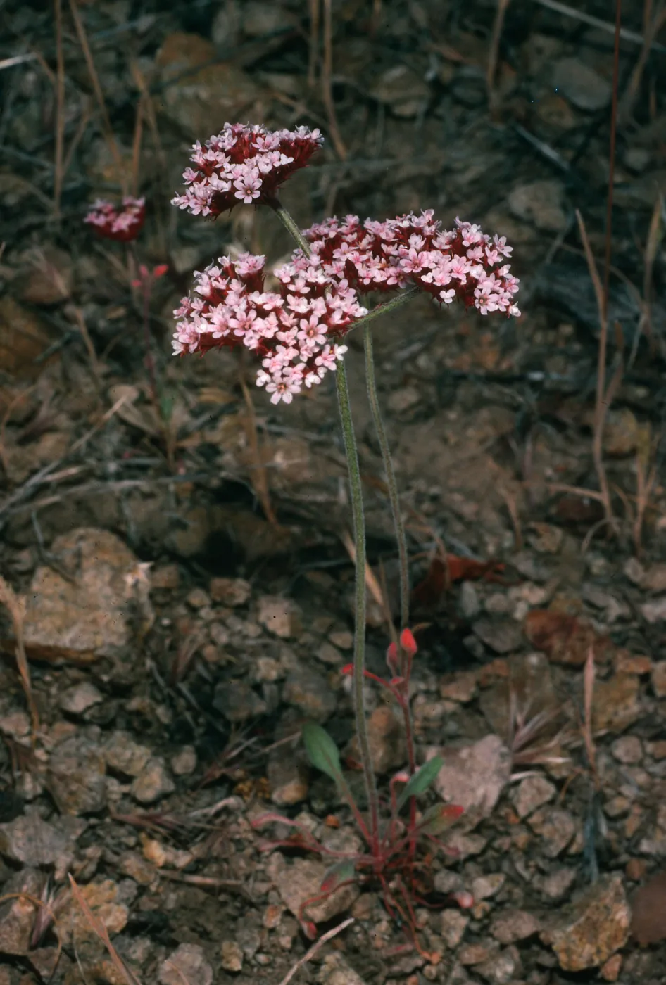 Chorizanthe wheeleri, canyon due N. of Lindals house