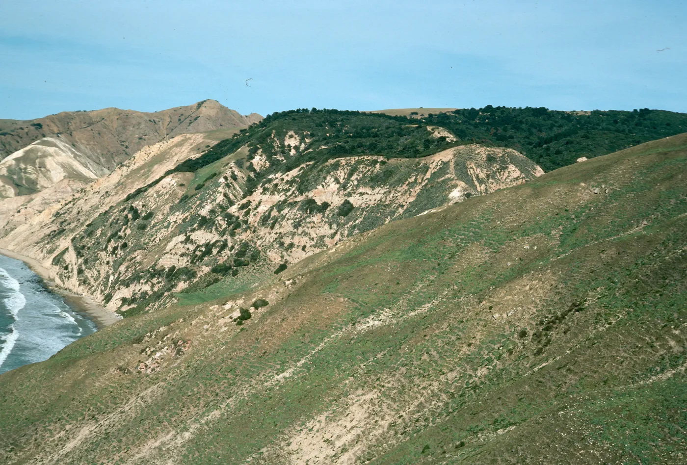China Pines, Santa Cruz Island