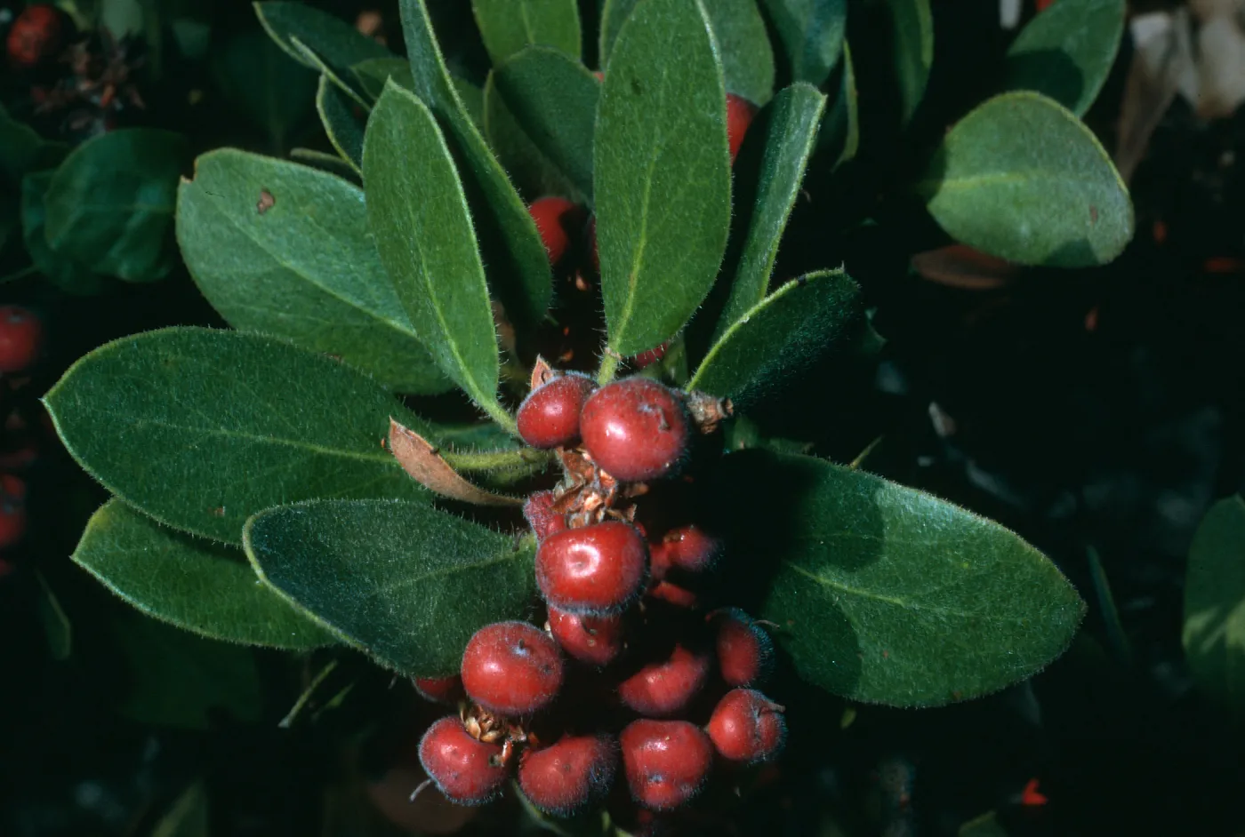 Arctostaphylos tomentosa subcordata, canyon E. of Lagunitas Secas, Santa Cruz Island