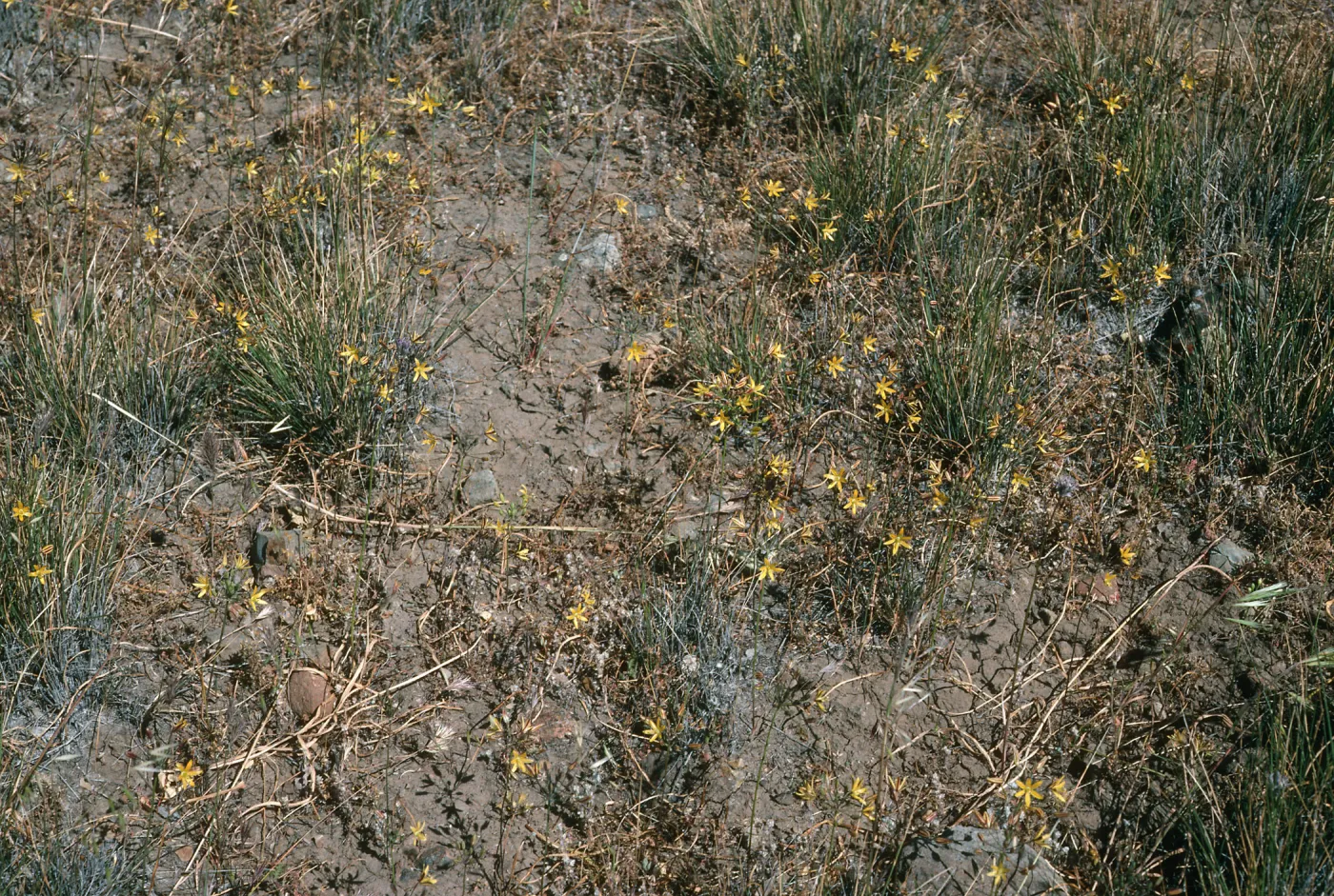 Bloomeria, ridge along valley peak road, Santa Cruz Island