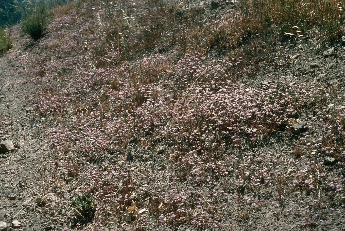 Chorizanthe wheeleri, W Ord Valley Peak Rd., Santa Cruz Island