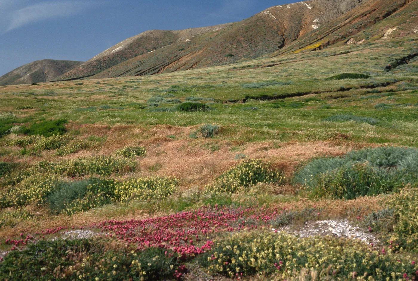 Orthocarpus purpurascens, Astragalus trichopodus, near Point Flats, Santa Cruz Island