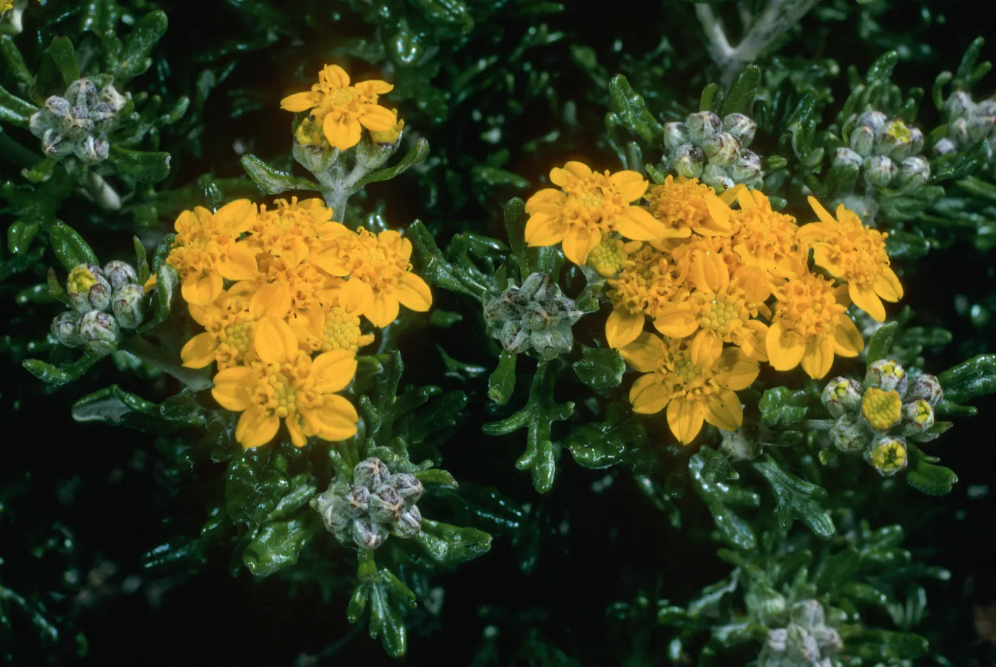 Eriophyllum, Sierra Blanca Ridge, Santa Cruz Island