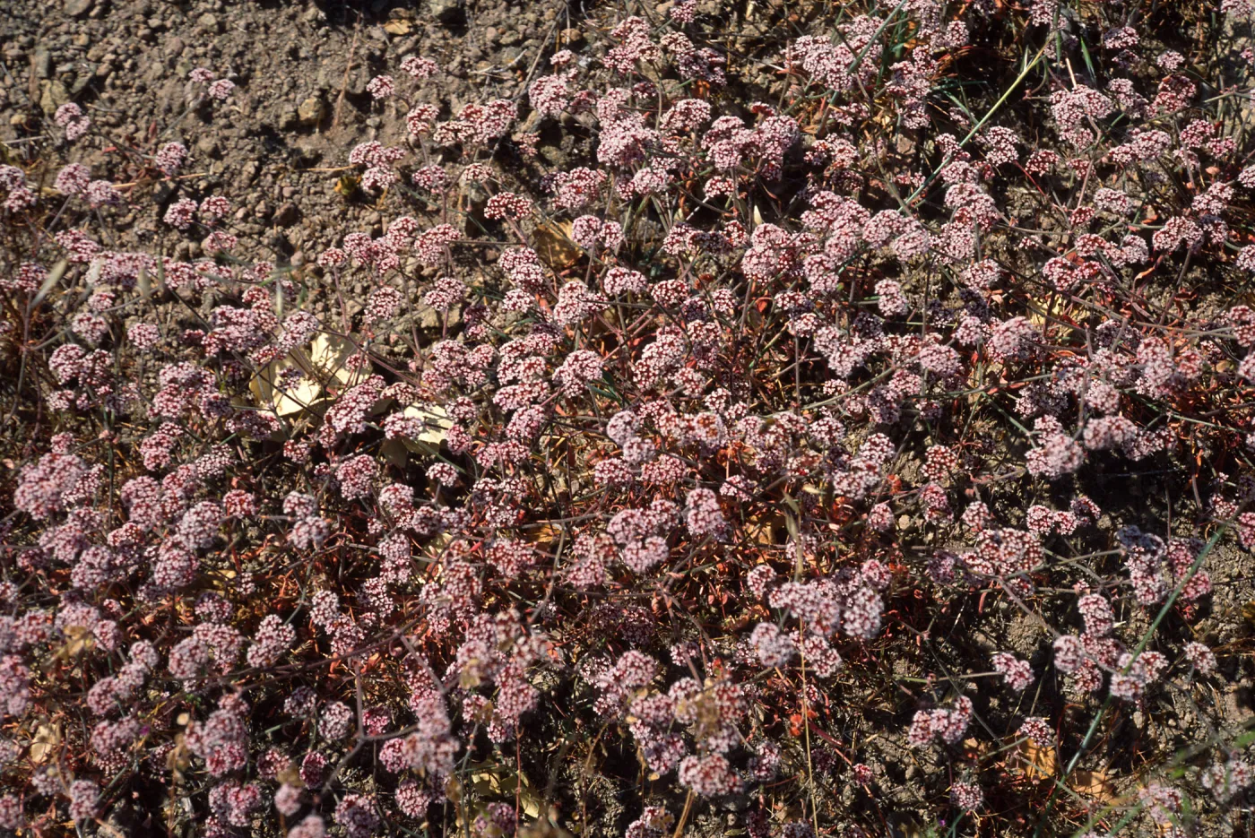 Chorizanthe wheeleri, W. end of Valley Peak Rd., Santa Cruz Island