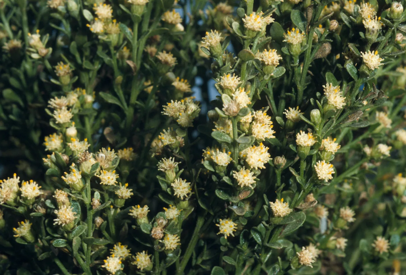 Baccharis pilularis ssp. consanguinea, Chaparral Broom. Staminate flowers. Ventura River Mouth