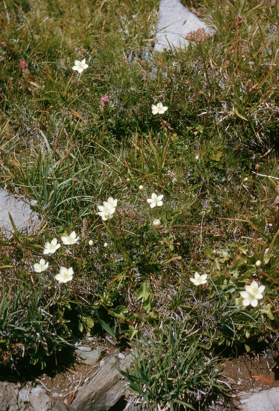 Parnassia. Near Cooley Lake on trail to Hoover Lake