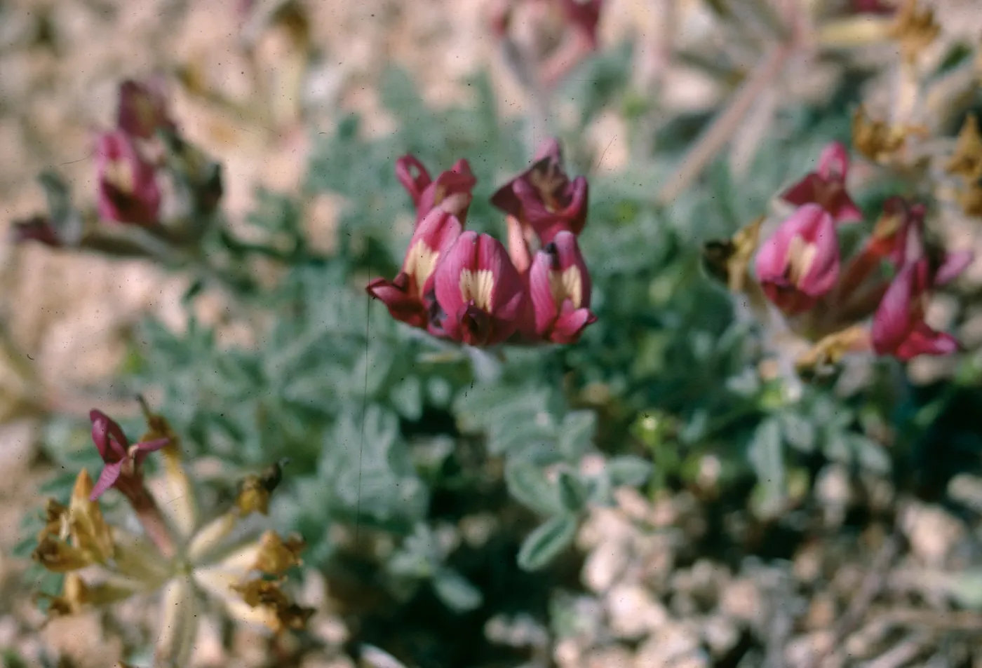 Astragalus. Coso Range