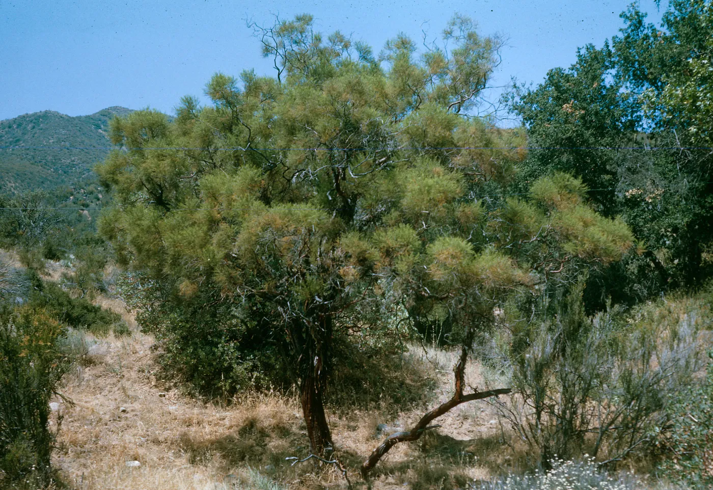 Adenostoma sparsifolium. Colson Canyon