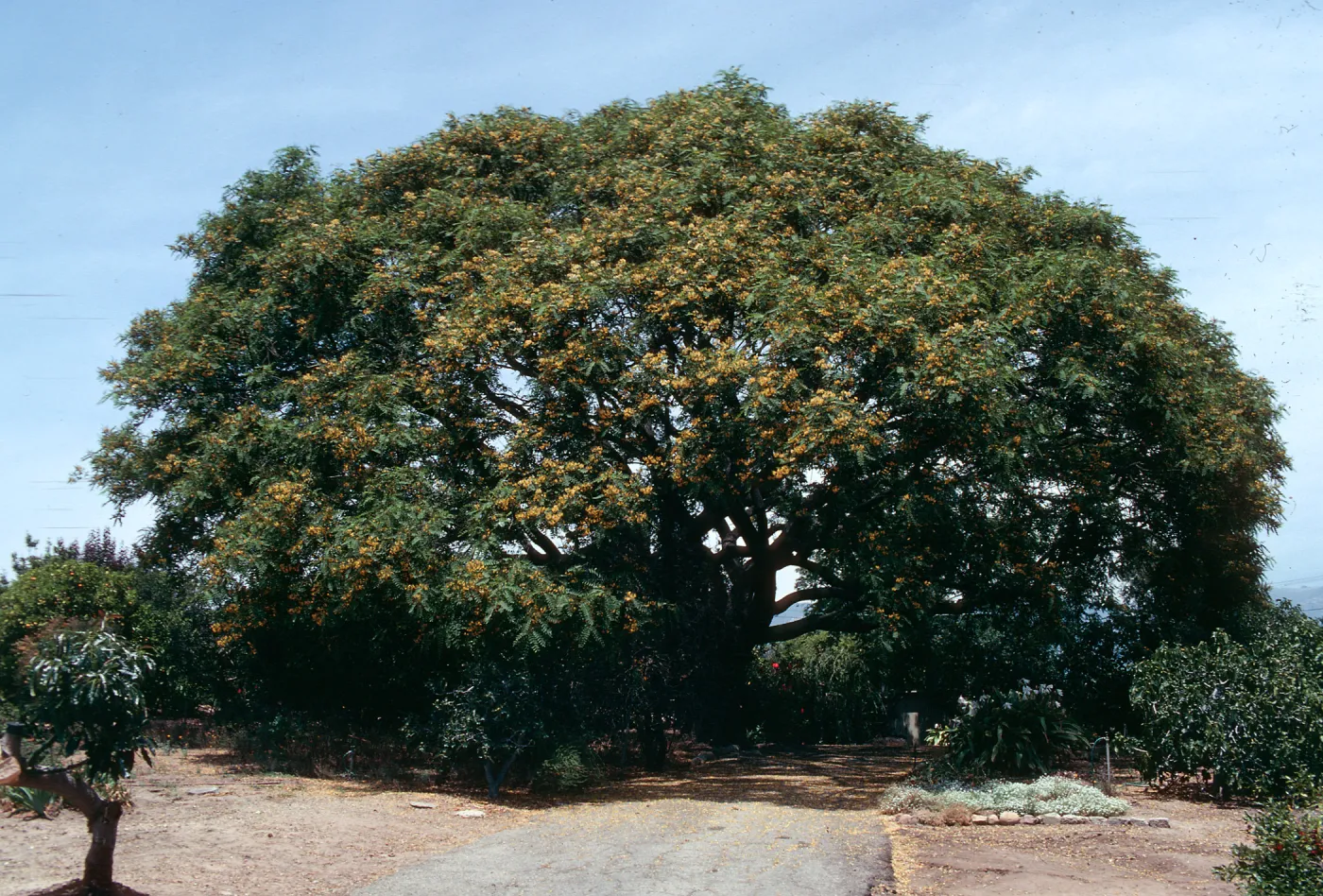 Tipuana Tipu on 771 La Buena Tierra