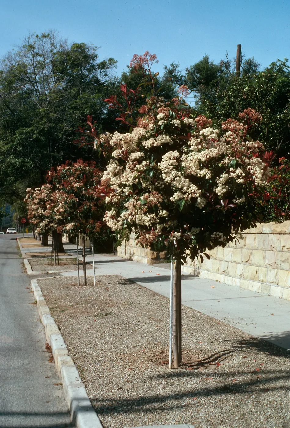 A line of round trees with clusters of small, white flowers among green and red leaves grow in a gravel strip between a sidewalk and a paved road. 