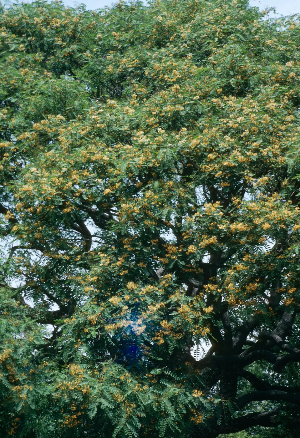 Tipuana Tipu, 771 La Buena Tierra