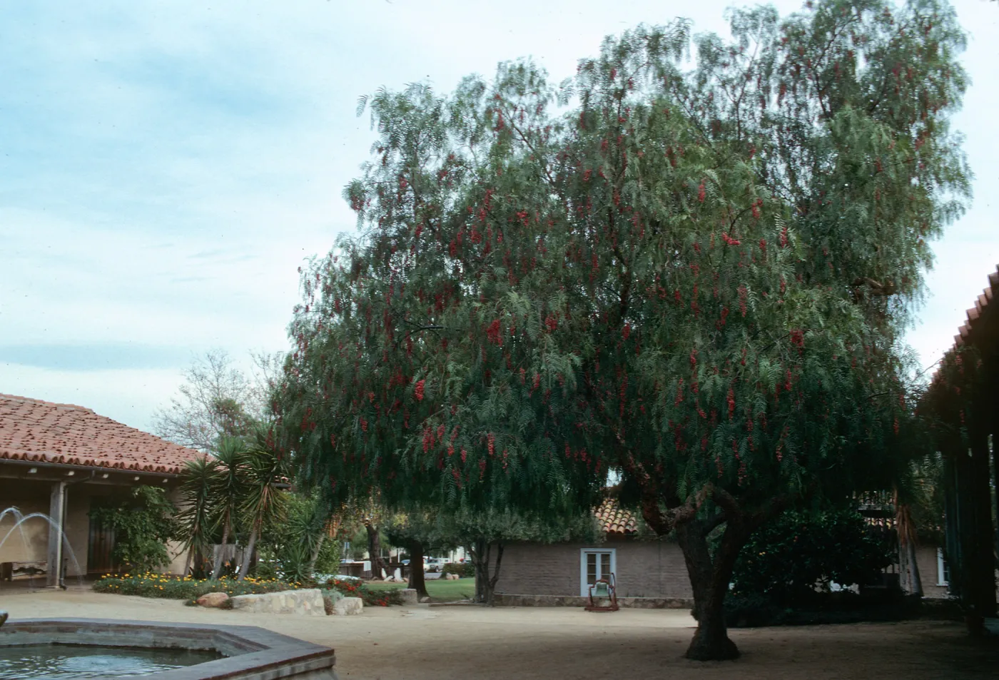 Pepper Tree - Schinus molle, Historical Society