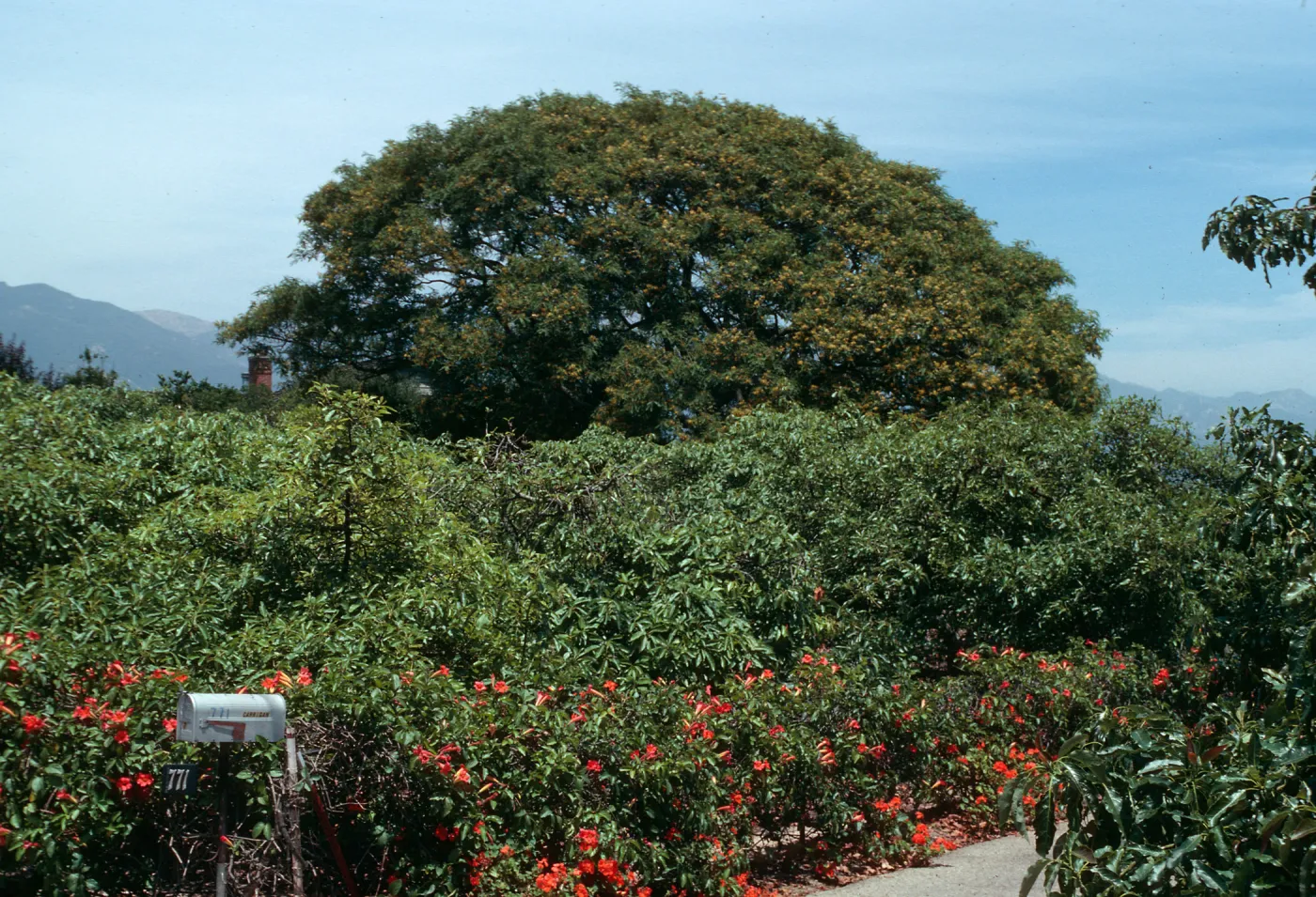 Tipuana Tipu on 771 La Buena Tierra