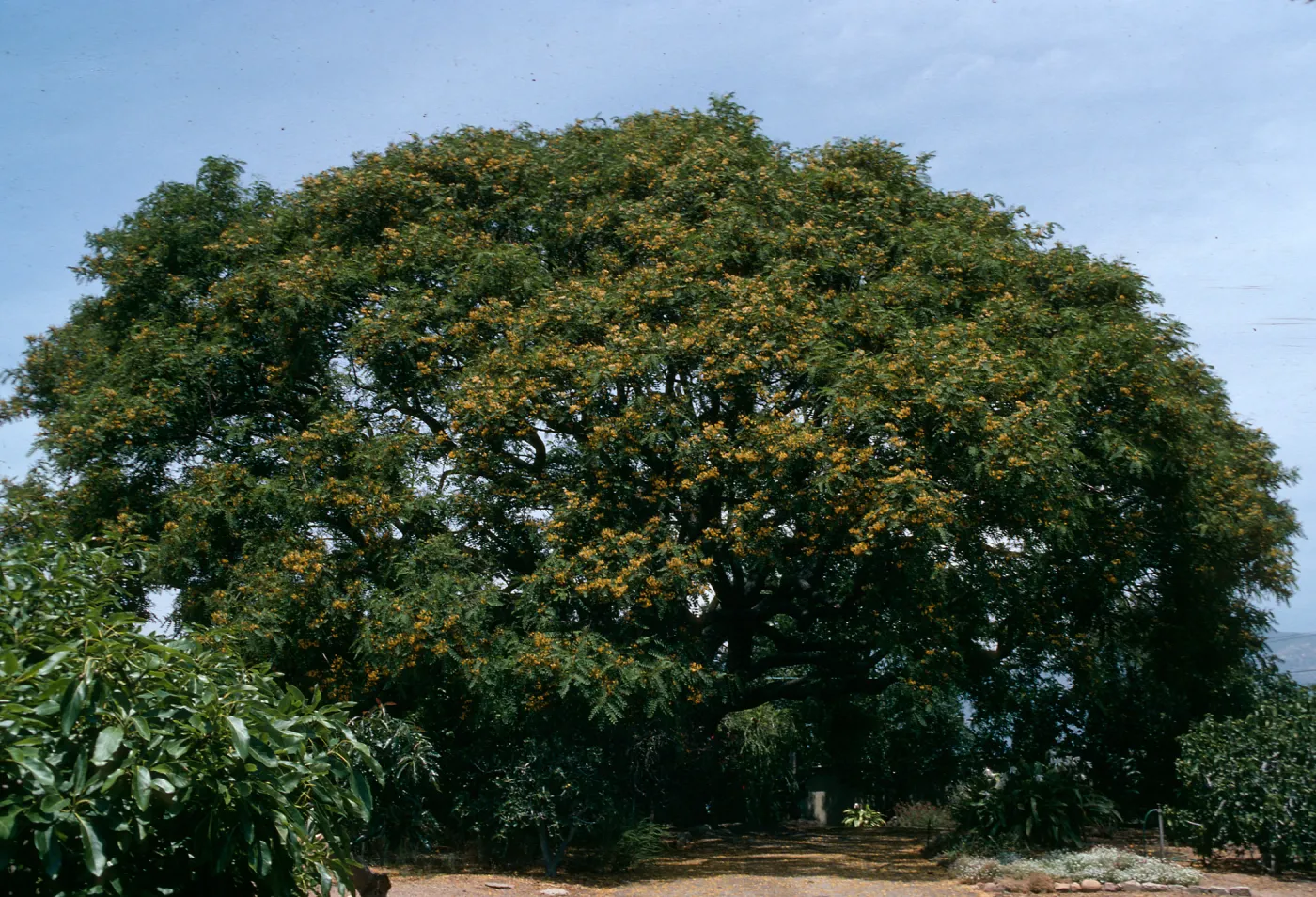 Tipuana Tipu on 771 La Buena Tierra