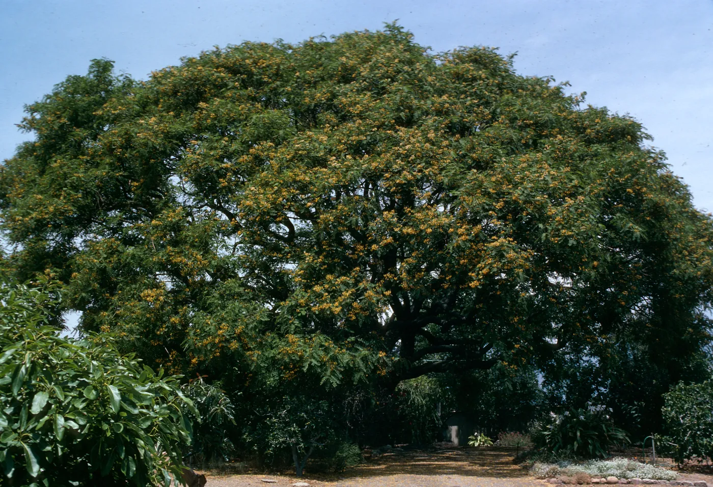 Tipuana Tipu on 771 La Buena Tierra