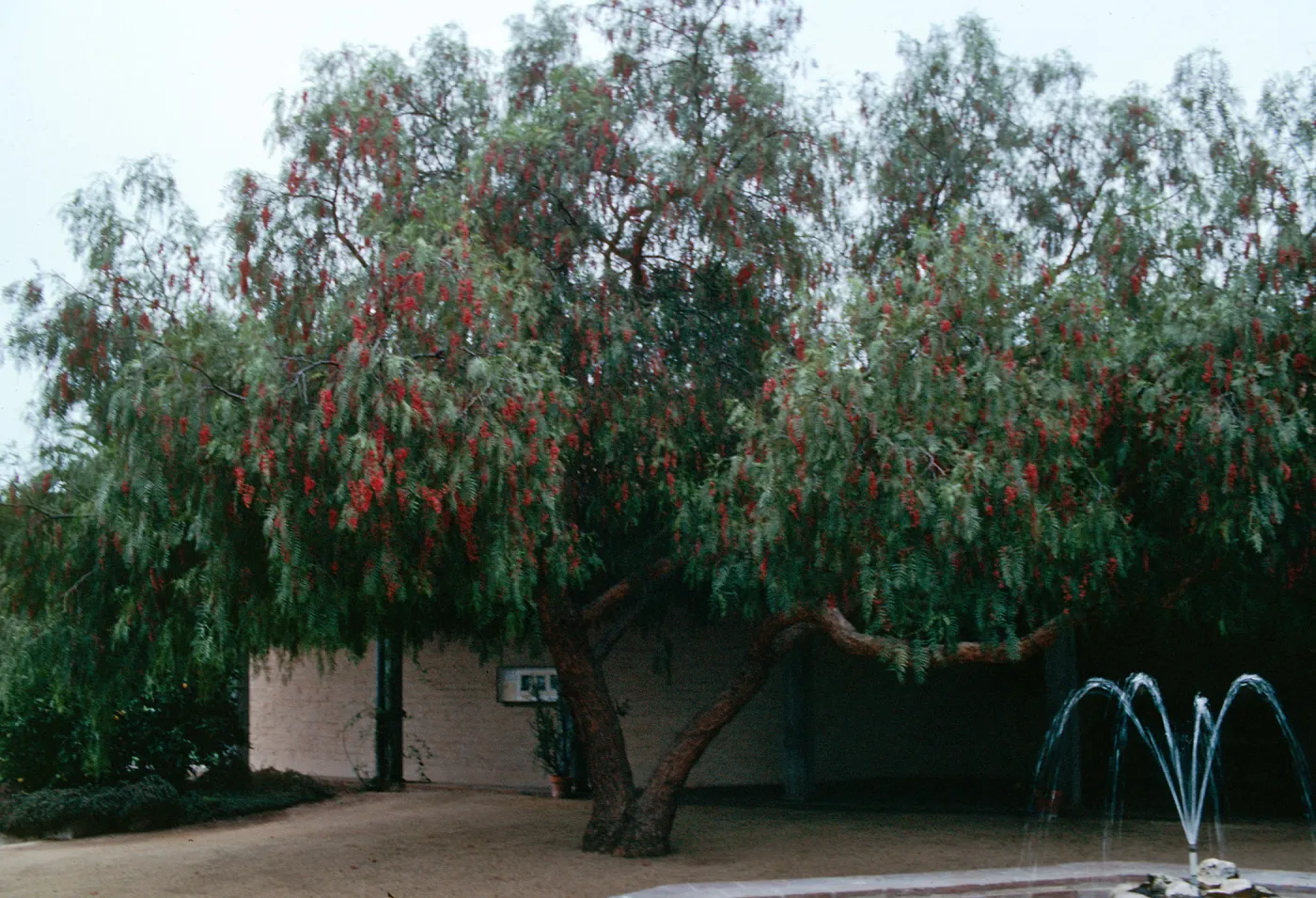Pepper Tree, Schinus molle, Historical Society