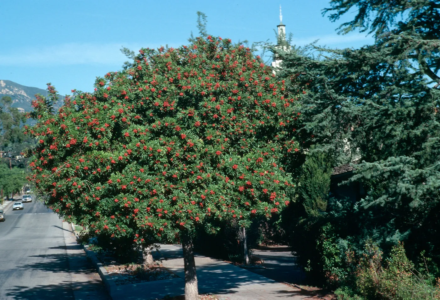 Schinus terebinthifolius, cross street Micheltorena?
