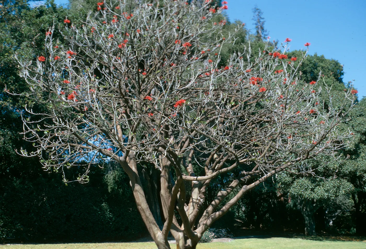 A smooth-barked tree devoid of leaves, but dotted with bright red flowers.