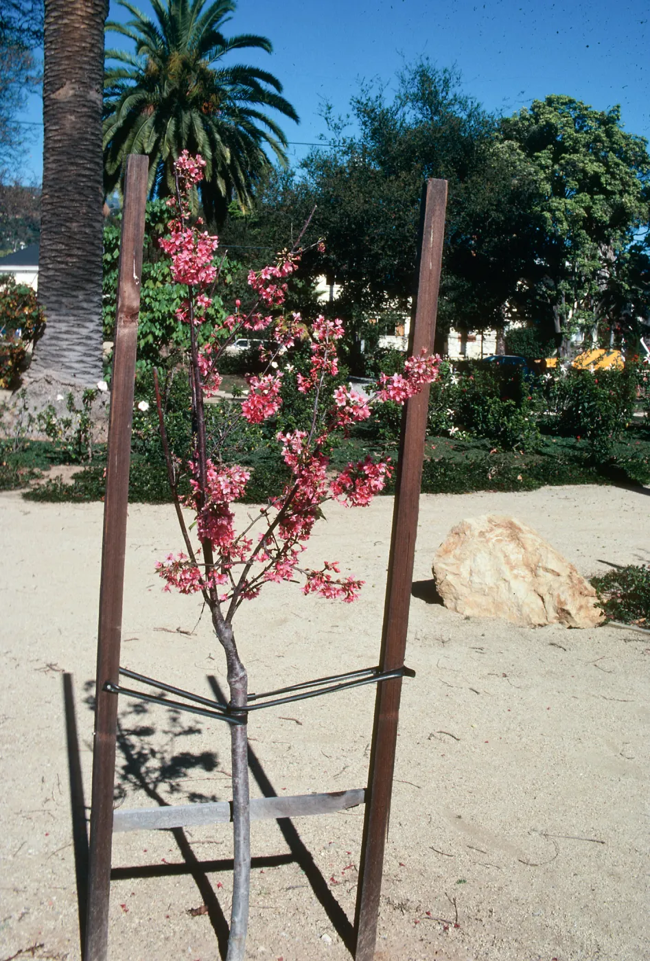A young tree covered in clusters of pink flowers supported by a trellis. 