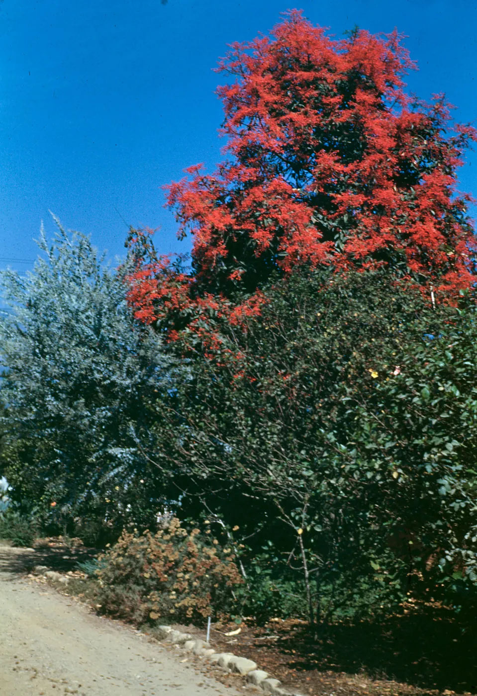 Flame tree, Orpet Park