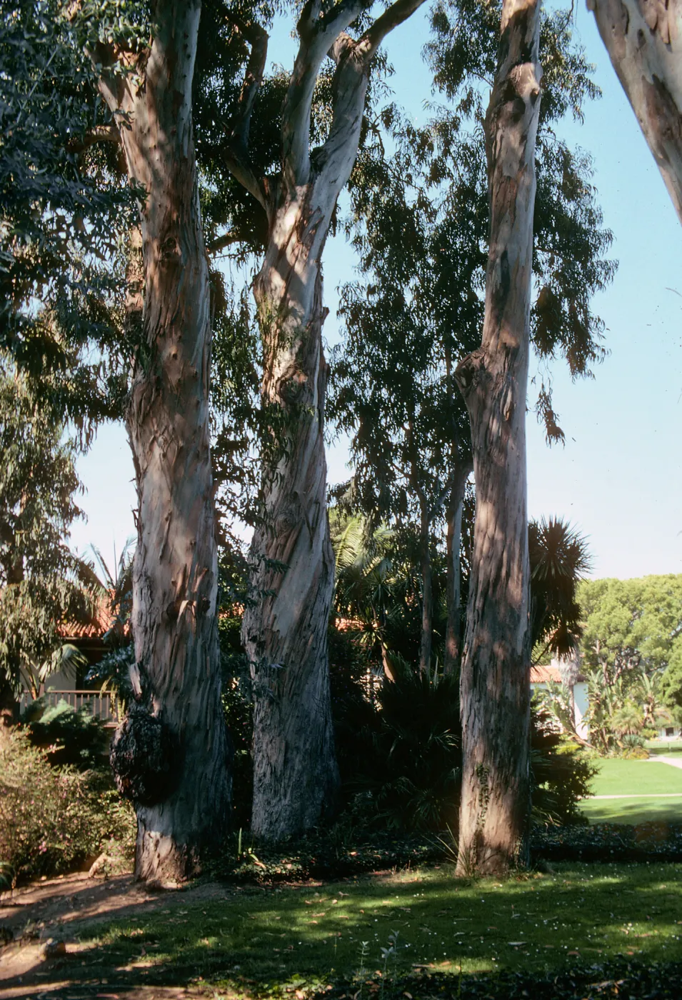 Eucalyptus, near Biltmore