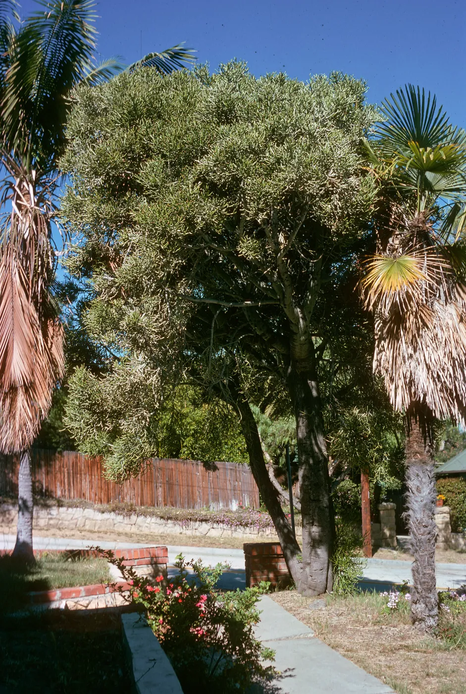 Euphorbia ingens, 1515 Alta Vista Road