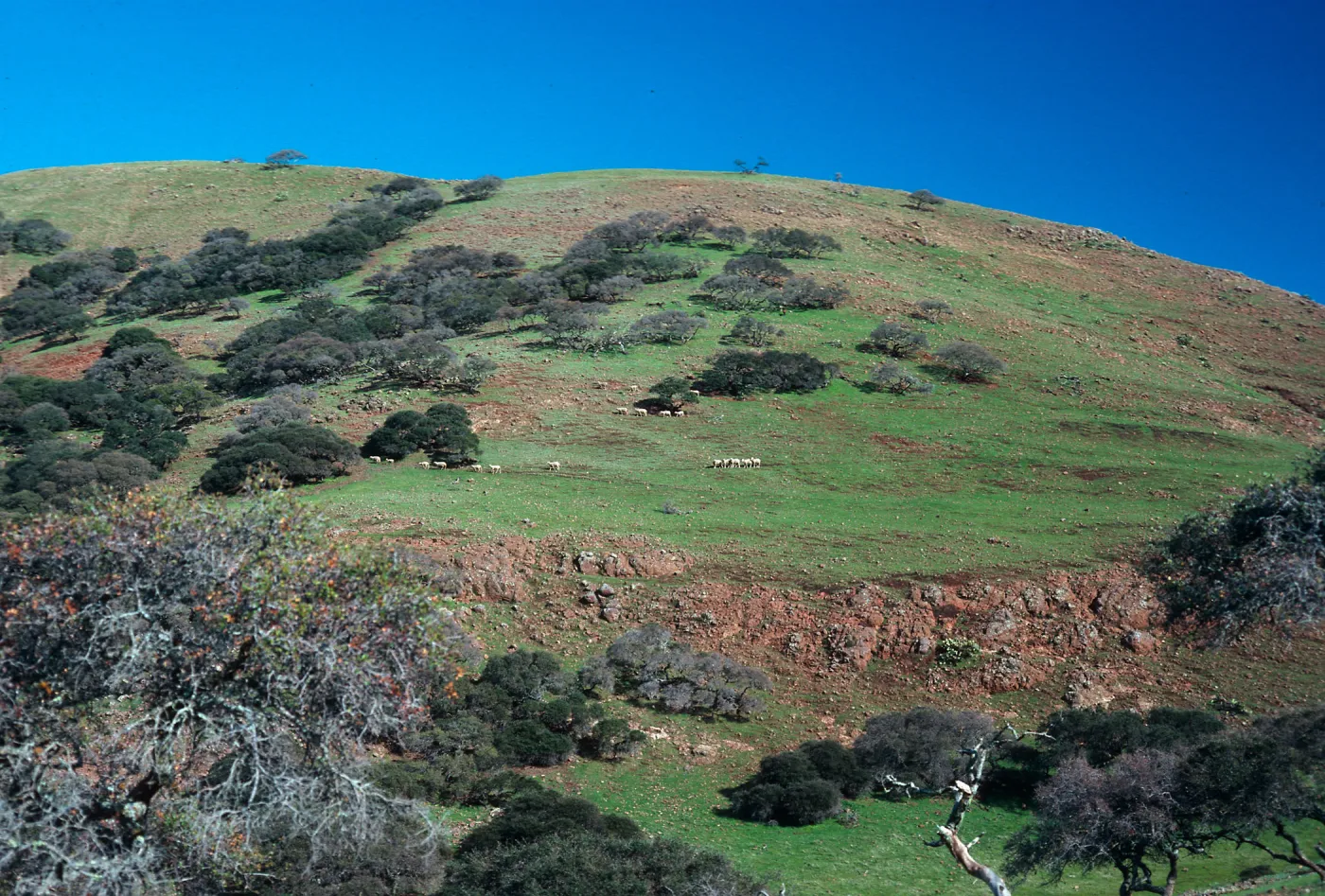 Sheep near Peak 1848, Santa Cruz Island