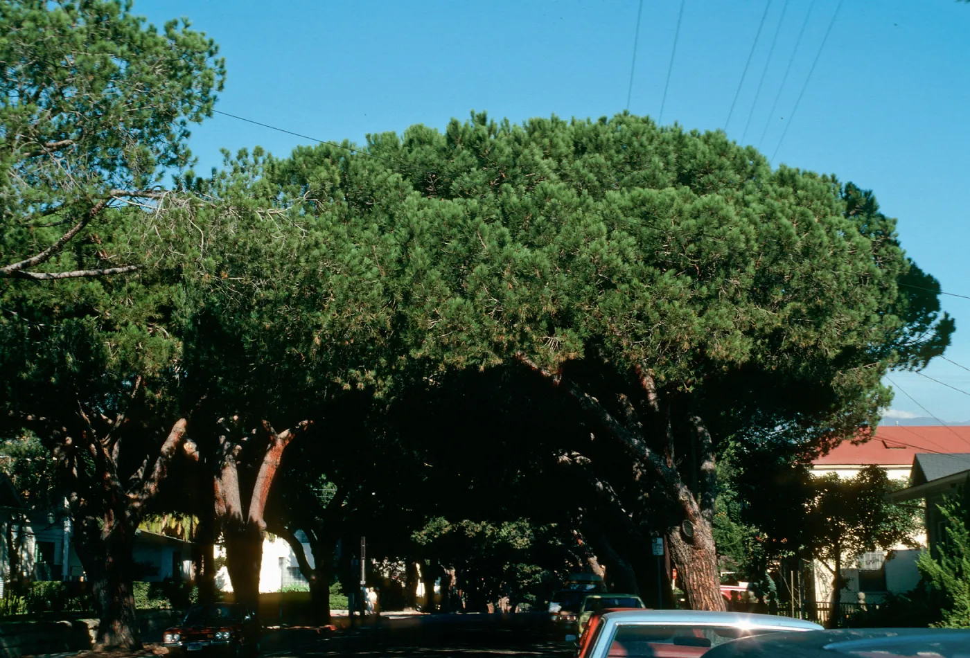 A street lined with old-style cars, completely in the shade of the canopy of two lines of large evergreen trees.