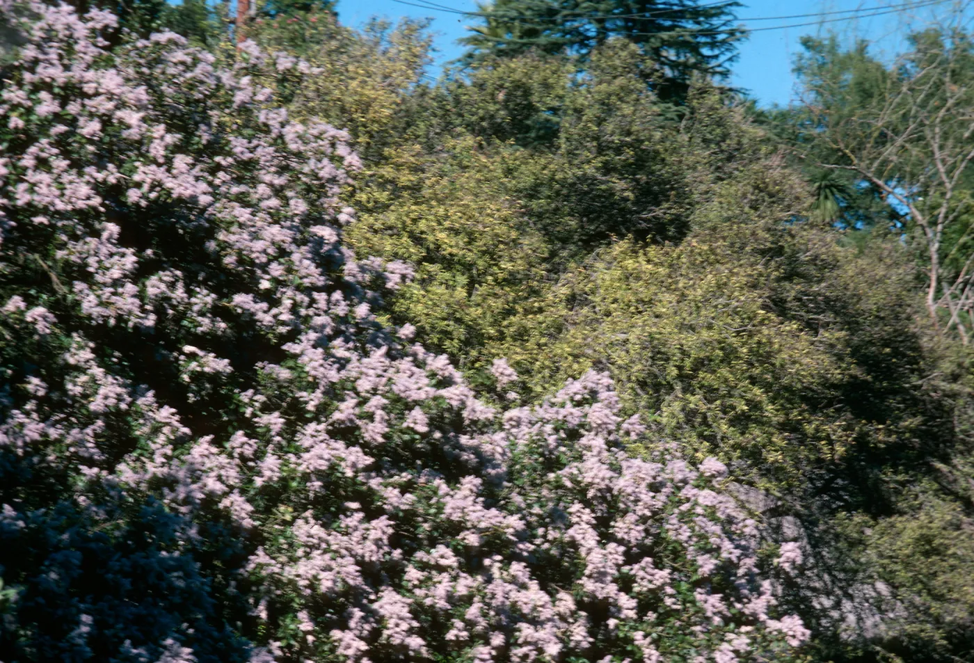 Bank upper level Franceschi Park